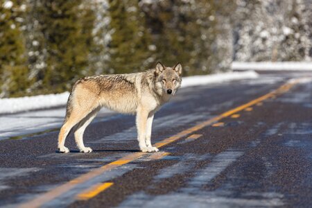 Wildlife road nature
