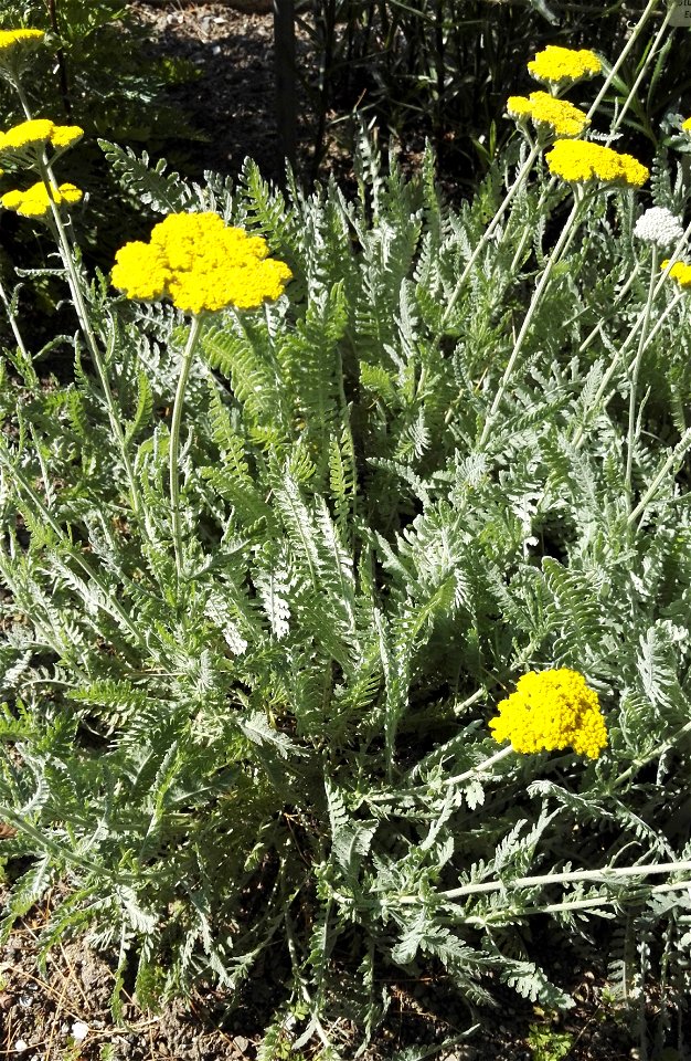 Achilea Clypeolata Sibth Et Sm. Goldquirlgarbe (Asteraceae) 2F