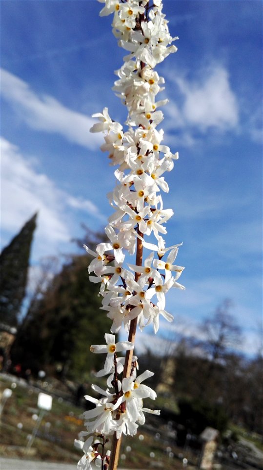 Abeliophyllum Distichum Nakai (Oleaceae) 1F