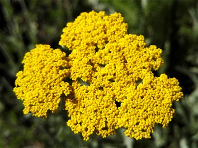 Achilea Clypeolata Sibth Et Sm. Goldquirlgarbe (Asteraceae) 3F