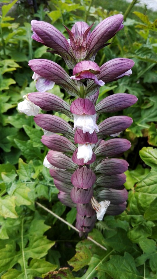 Acanthus Hungaricus (Borbas) Baen (Acanthaceae) 1F