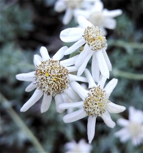 Achillea Serbica Nyman (Asteraceae) 3F photo