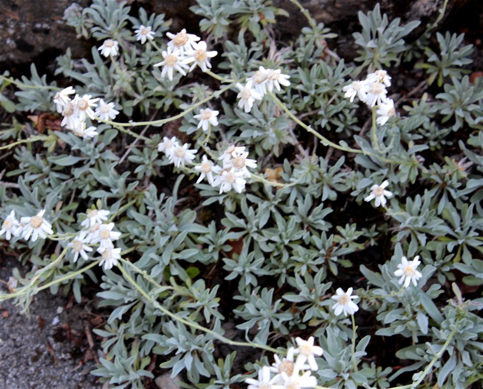 Achillea Serbica Nyman (Asteraceae) 1F
