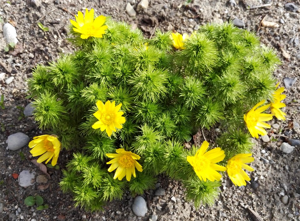 Adonis Vernalis L. (Ranunculaceae) 2F