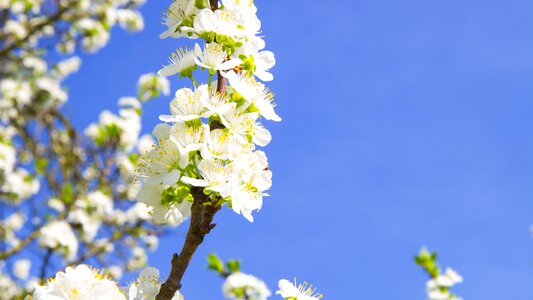 Blossoming cherry white flowers flowering cherry photo