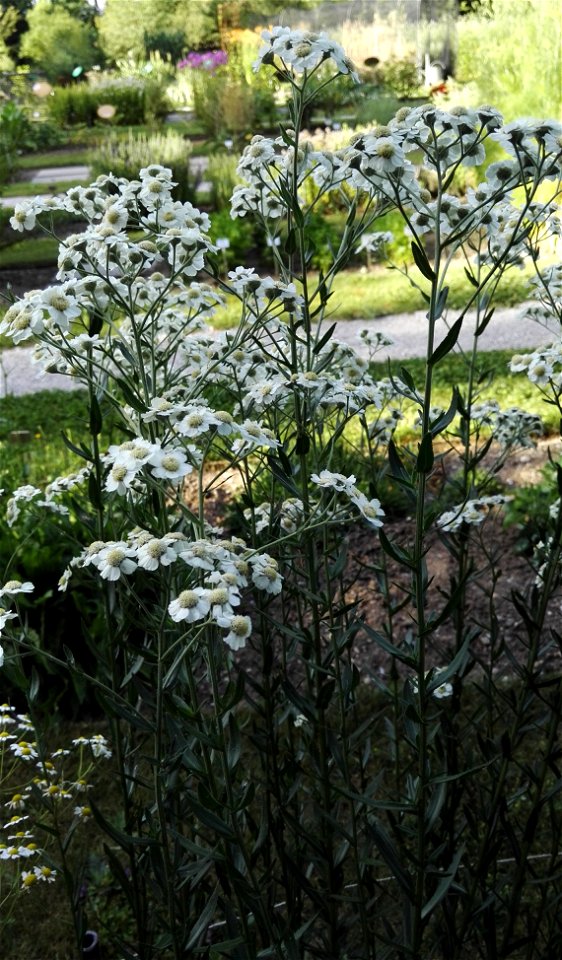Achillea Ptarmica L. 2F