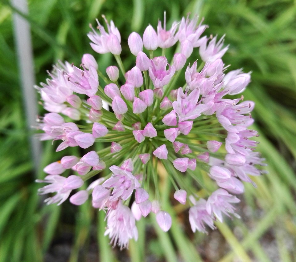 Allium Angulosum 2F