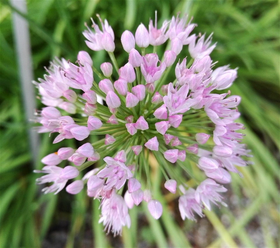 Allium Angulosum 2F photo