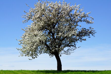 Tree landscape nature