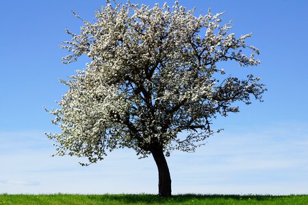 Tree landscape nature photo