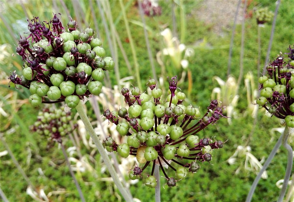 Allium Atropurpureum Waldst. And Kit. 5F