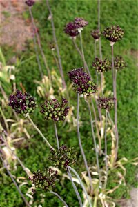 Allium Atropurpureum Waldst. And Kit. 6F photo