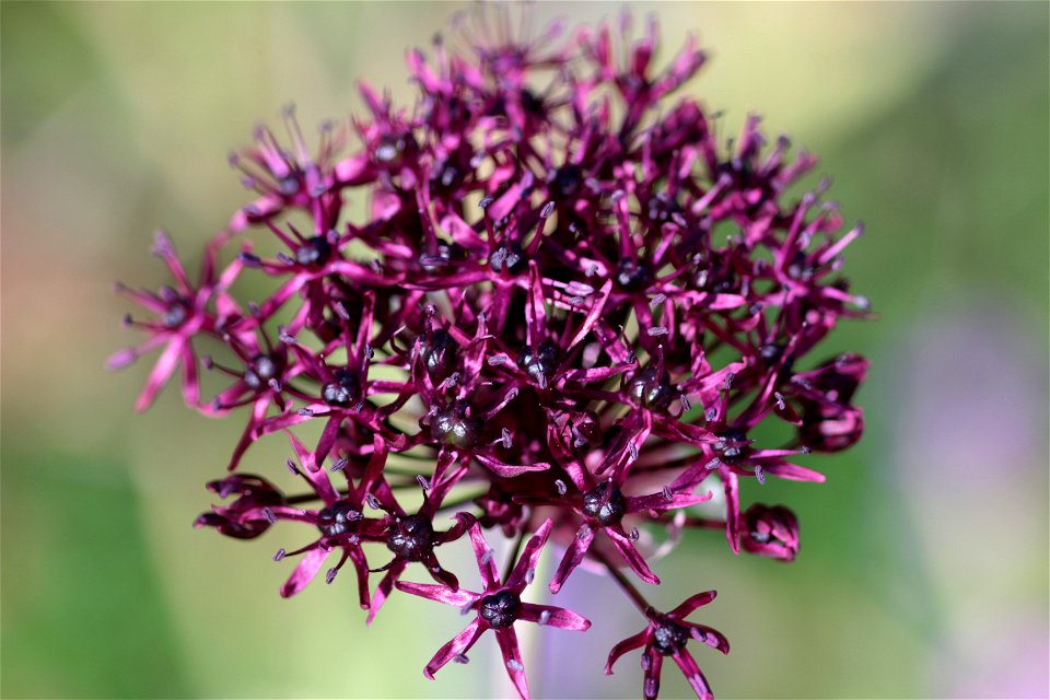 Allium Atropurpureum Waldst. Et Kit. (Amaryllidaceae) 4F photo