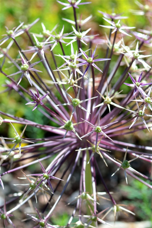 Allium Christophii Trautv. 1F photo