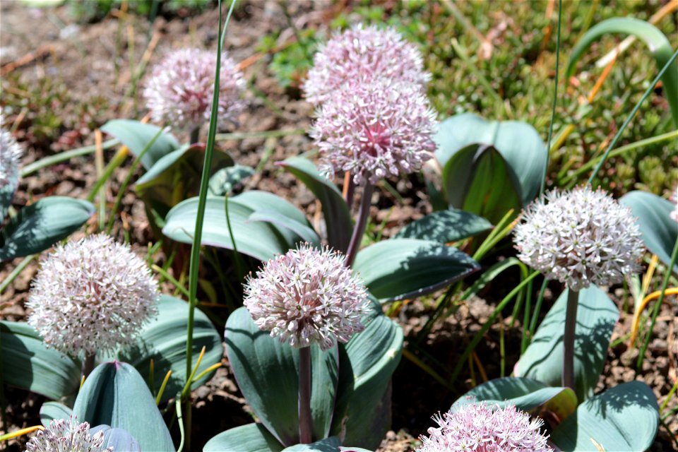 Allium Karataviense Regel, (Amaryllidaceae) 1F photo