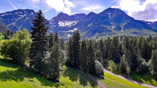 Scenic sundance trees