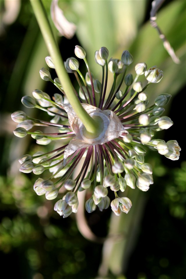 Allium Nigrum L. (Amaryllidaceae) 2F photo