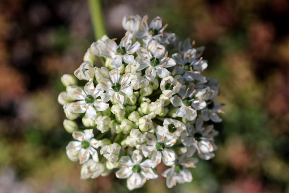 Allium Nigrum L. (Amaryllidaceae) 3F photo