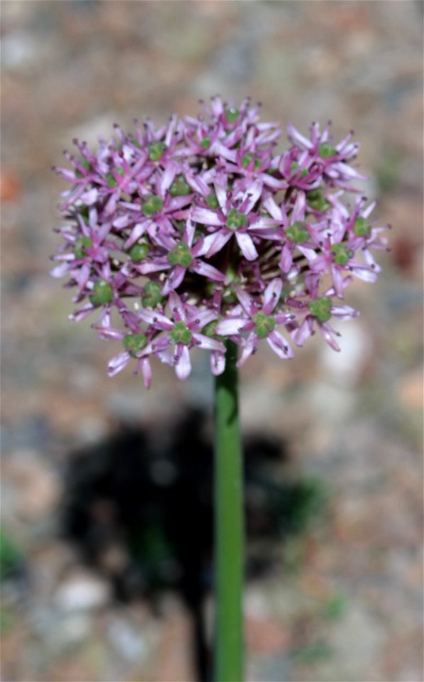 Allium Tel Avivense Eig. (Amaryllidaceae) 1F photo