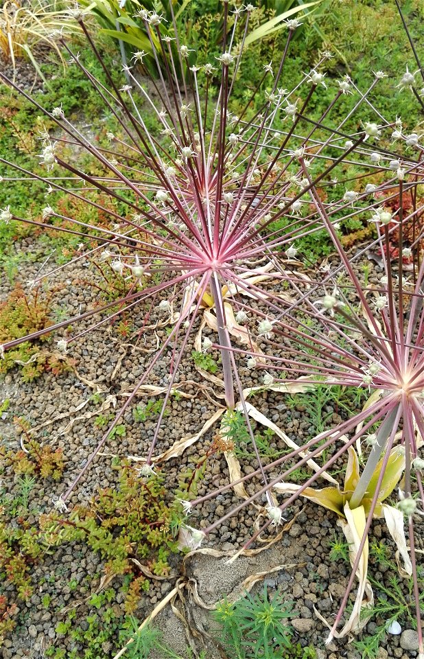 Allium Schubertii Zucc. 1F