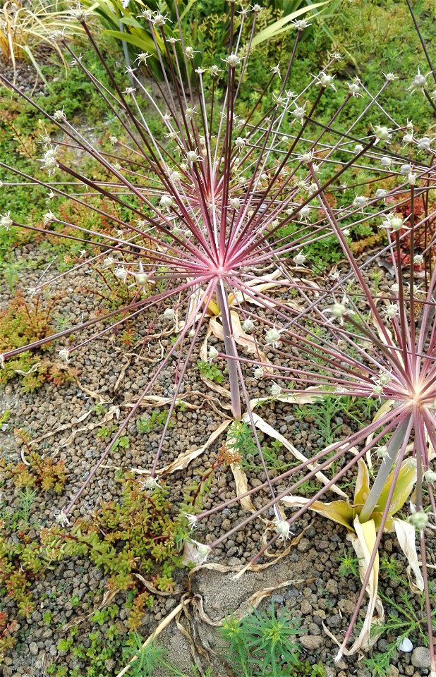 Allium Schubertii Zucc. 1F photo