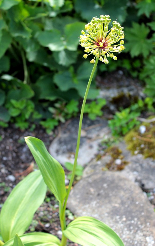 Allium Victorialis L. 1F photo