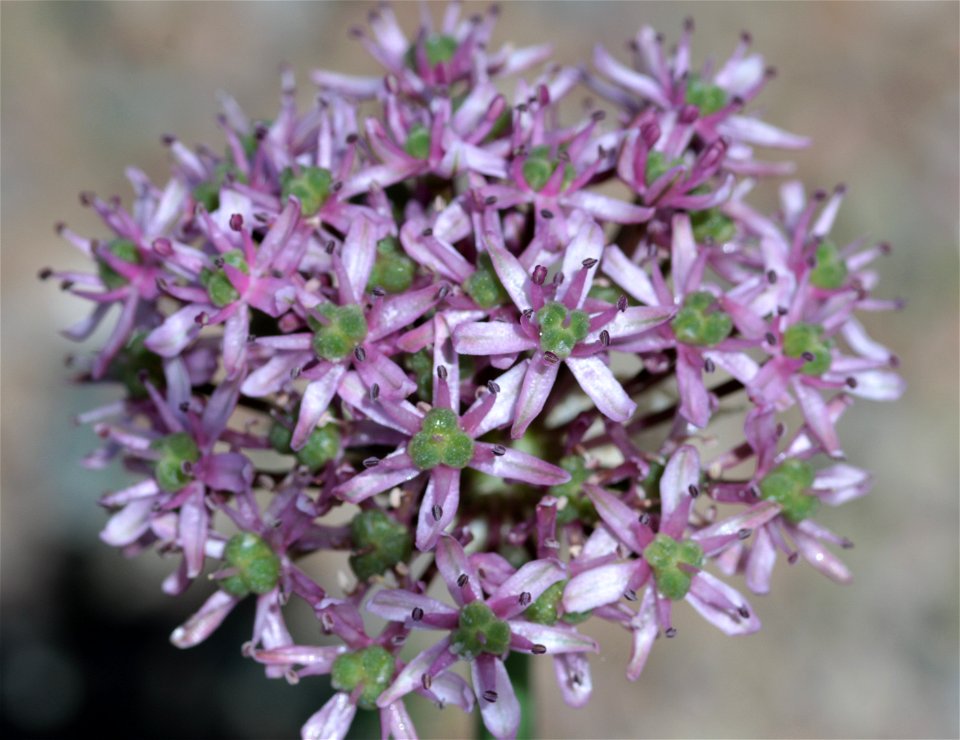 Allium Tel Avivense Eig. (Amaryllidaceae) 2F