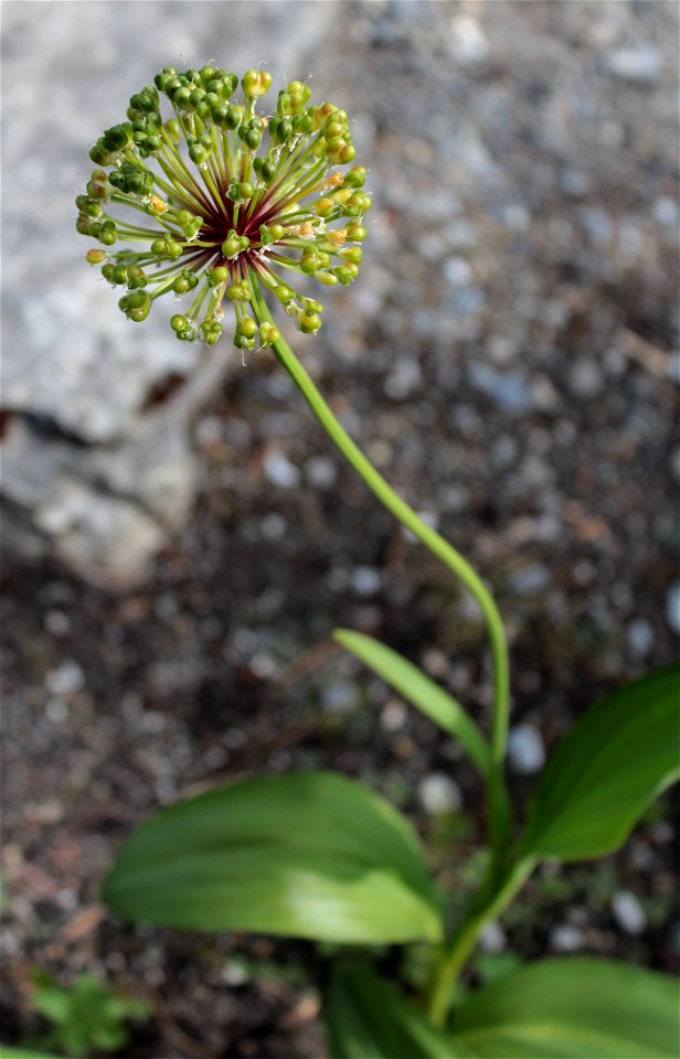 Allium Victorialis L. 2F photo