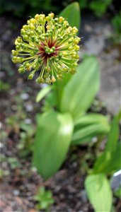 Allium Victorialis L. 3F photo