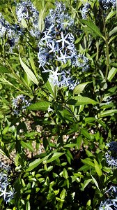 Amsonia Orientalis Decne. (Apocynaceae) 2F