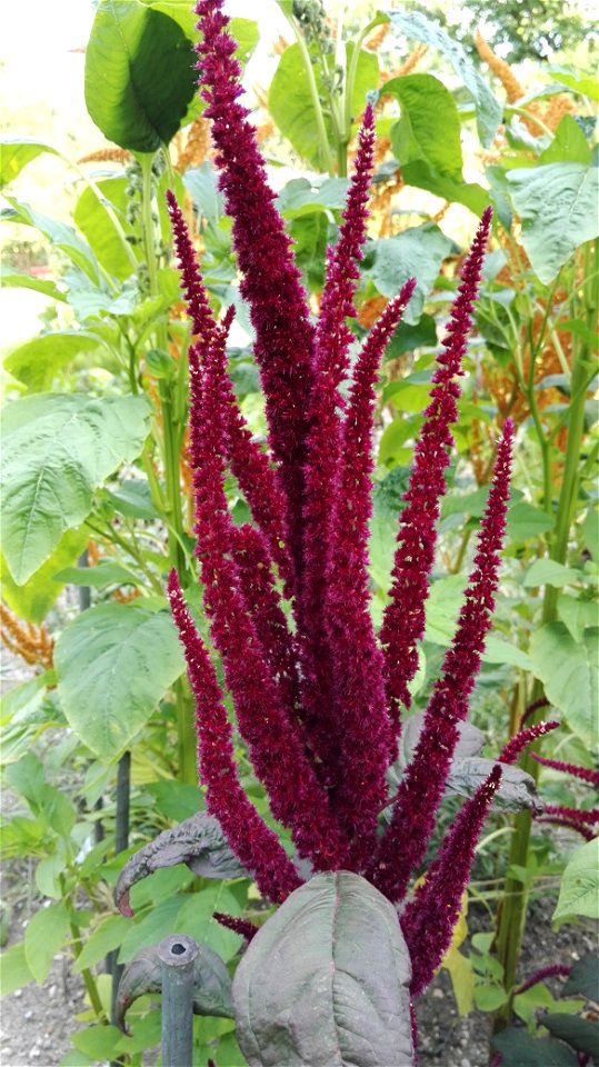 Amaranthus Cruentus L. 1F photo