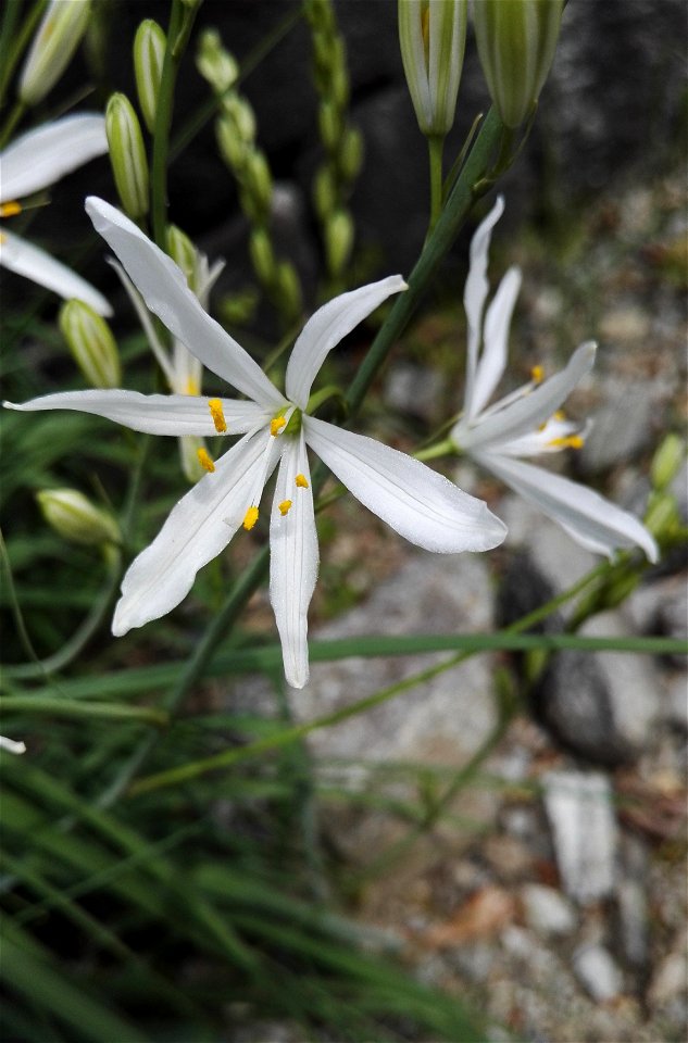 Anthericum Liliago L. (Liliaceae) 2F