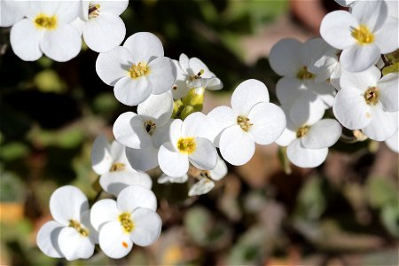 Arabis Alpina L. Ssp. Alpina (Brassicaceae) 2F photo