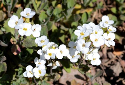 Arabis Alpina L. Ssp. Alpina (Brassicaceae) 1F photo