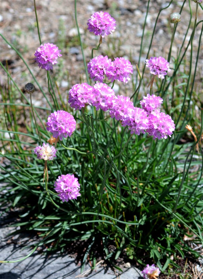 Armeria Alpina Willd. (Plumbaginaceae) 4F