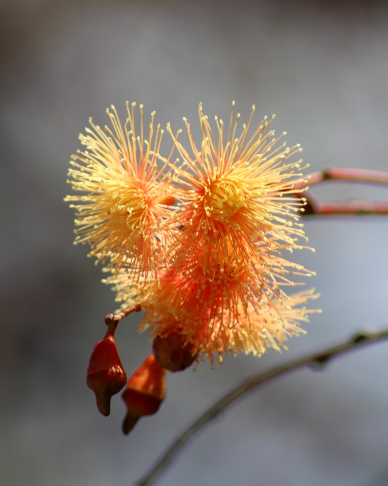 Fluffy stamens orange