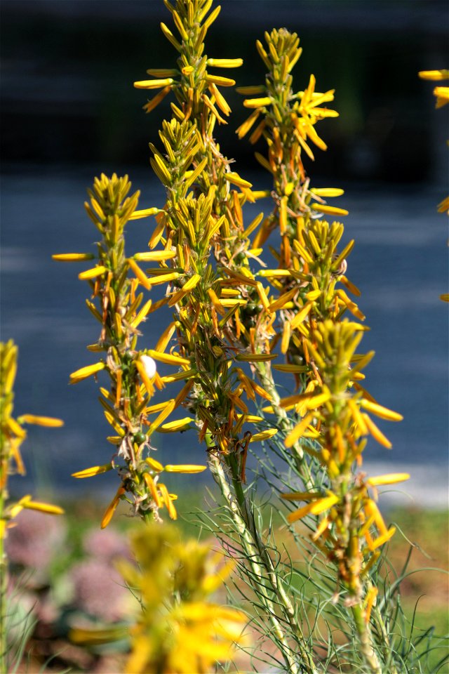 Asphodeline Lutea Reichb. (Liliaceae) 3F photo