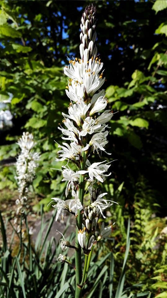 Asphodelus Albus Miller, (Liliaceae) 4F photo