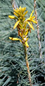Asphodeline Lutea Reichb. (Liliaceae) 2F photo