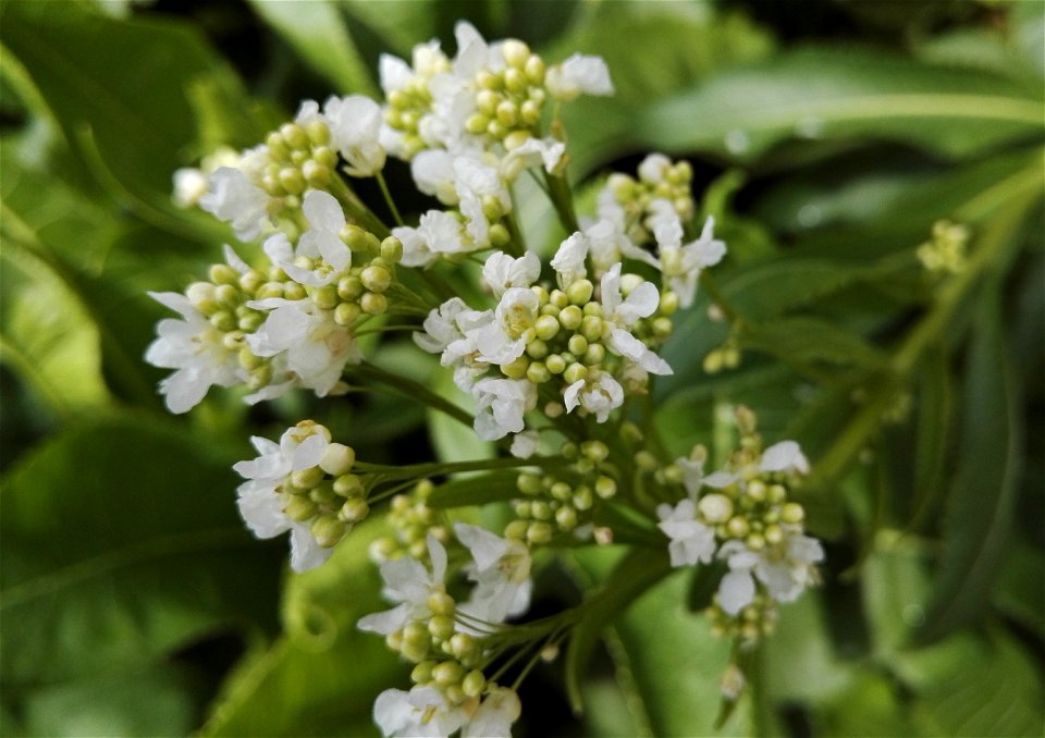 Armoracia Rusticana P. Gaertn. Et Al. (A. Lapathifolia Gilib.) (Brassicaceae) 2