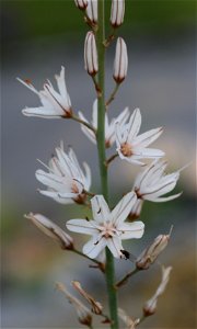 Asphodelus Ramosus L. (Liliaceae) 1F photo
