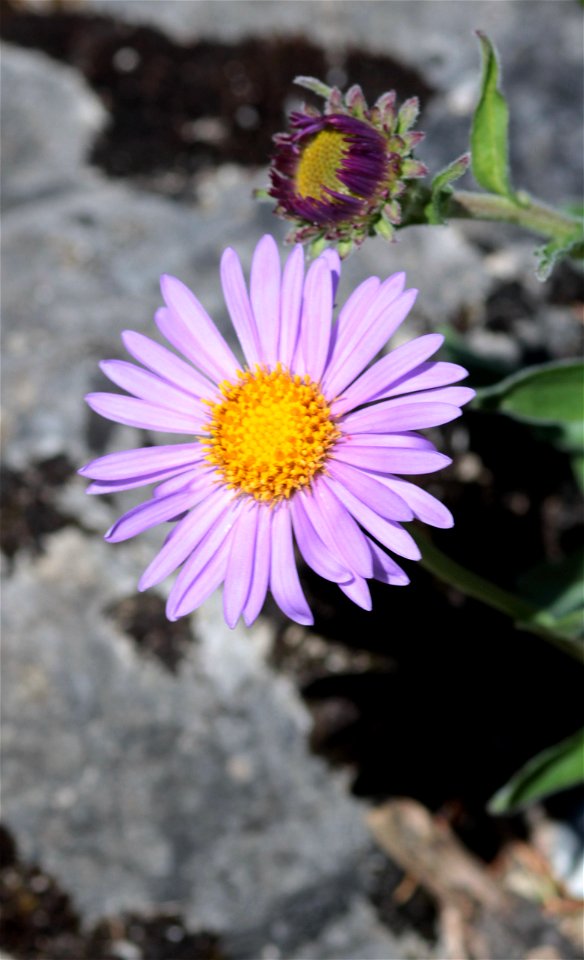 Aster Alpinus L. (Asteraceae) 2F