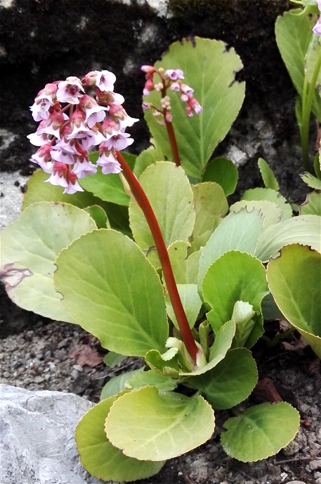 Bergenia Crassifolia (L.) Fritsch (Bergenia Cordifolia Sternb.) (Saxifragaceae) 1F photo