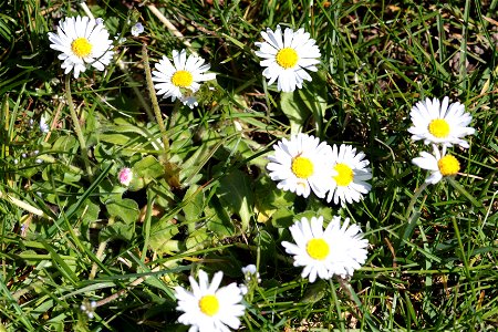 Bellis Perennis L. Pâquerette Vivace (Sauvage) (Asteraceae) F1 photo