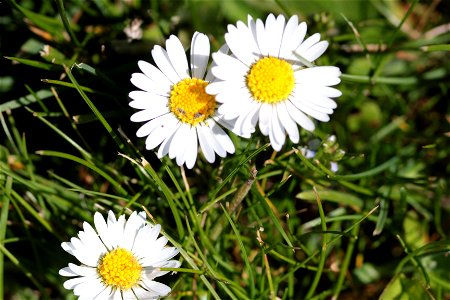 Bellis Perennis L. (Asteraceae) F2