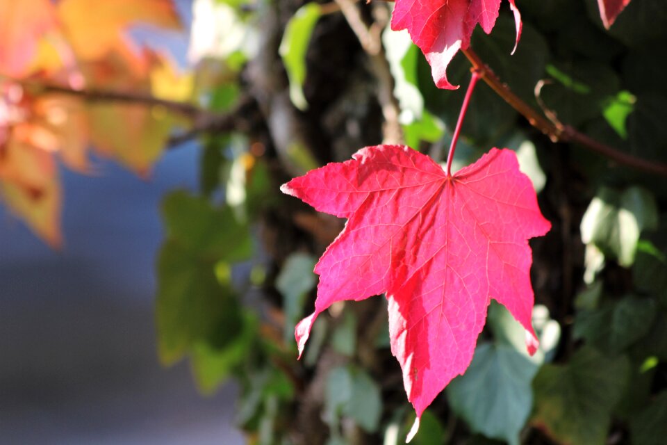 Autumn colorful bright