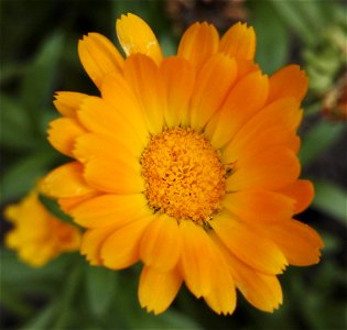 Calendula Officinalis L. Souci Des Jardins Garten Ringelblume, Medit.(Asteraceae) 3F photo