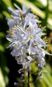 Camassia Cusickii (Liliaceae) 2F photo