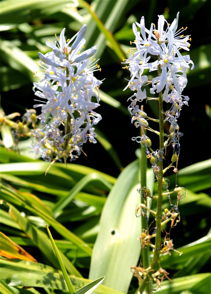 Camassia Cusickii (Liliaceae) 1F