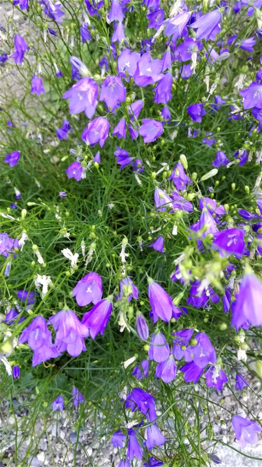 Campanula Rotundifolia L. 1F